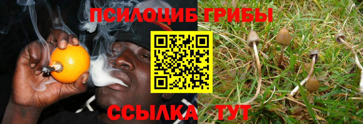 Ногинск  Псилоцибиновые грибы Cubensis  Вход с VPN 